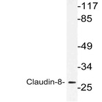 Claudin-8 (I118) pAb