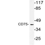 CD75 (R210) pAb