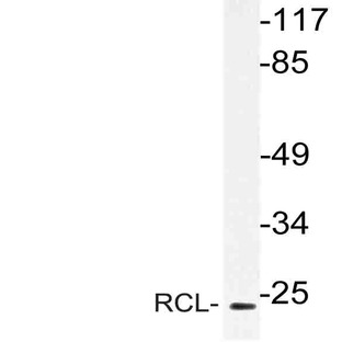 RCL (I42) pAb