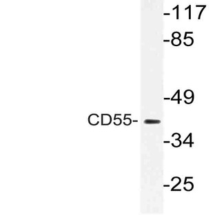 CD55 (K142) pAb