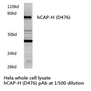 hCAP-H (D476) pAb