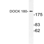 DOCK 180 (K1692) pAb