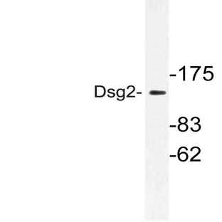 Dsg2 (V440) pAb
