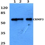 CRMP-3 (C132) pAb