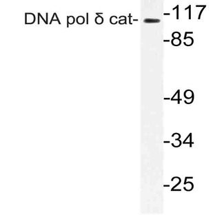 DNA pol (delta) cat (D1091) pAb