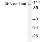 DNA pol (delta) cat (D1091) pAb