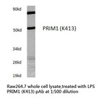 PRIM1 (K413) pAb