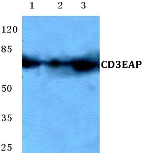 CD3EAP (E474) pAb