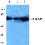 CD3EAP (E474) pAb