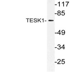 TESK1 (V217) pAb