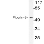 Fibulin-3 (P150) pAb