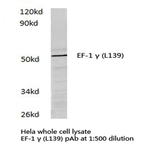 EF-1 (gamma) (L139) pAb