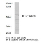 EF-1 (gamma) (L139) pAb