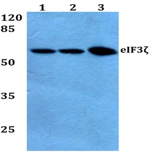 eIF3(zeta)(R135) pAb