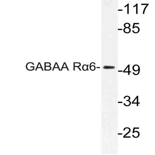 GABAA R(alpha)6 (P97) pAb