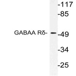 GABAA R(delta) (D181) pAb