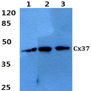 Connexin 37 (L116) pAb