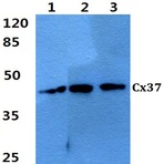 Connexin 37 (L116) pAb