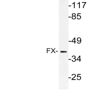 FX Protein (E254) pAb