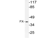 FX Protein (E254) pAb