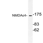 NMDAE4 (P706) pAb