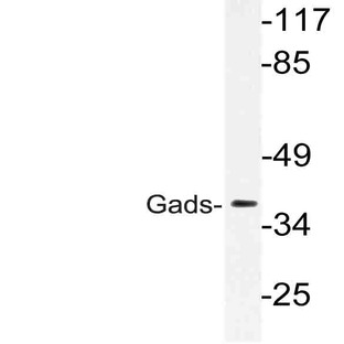 Gads (N158) pAb