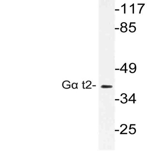 G(alpha) t2 (V34) pAb