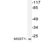 MGST1 (R74) pAb