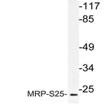 MRP-S25 (K168) pAb