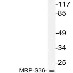 MRP-S36 (V36) pAb