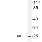 MDFI (P134) pAb