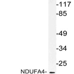 NDUFA4 (F81) pAb