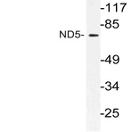 ND5 (M359) pAb