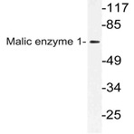 Malic enzyme 1 (Y500) pAb