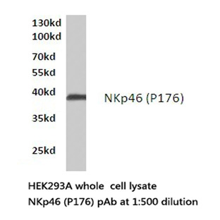 NKp46 (P176) pAb