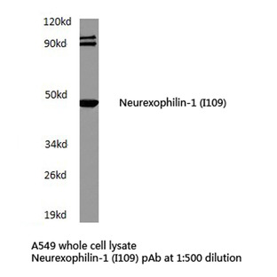 Neurexophilin-1 (I109) pAb