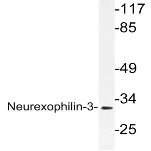 Neurexophilin-3 (L190) pAb