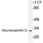 Neurexophilin-3 (L190) pAb