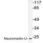 Neuromedin-U (I174) pAb