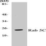 Rab 5C (A153) pAb