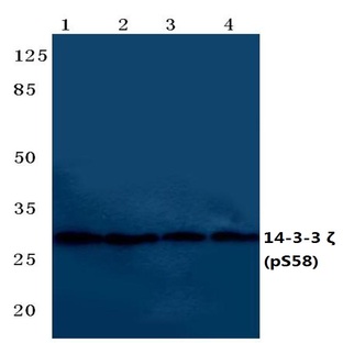 p-14-3-3 (zeta)(S58) pAb