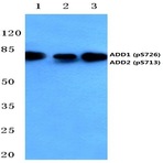 p-Adducin (alpha)/(beta) (S726/713) pAb