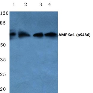 p-AMPK(alpha)1 (S486) pAb