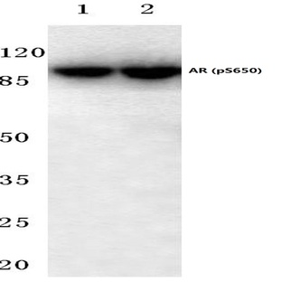 p-AR (S650) pAb