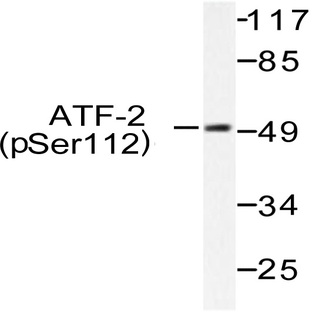 p-ATF2 (S112) pAb