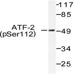 p-ATF2 (S112) pAb