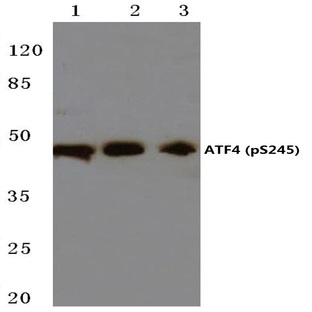 p-ATF4 (S245) pAb