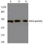 p-ATF4 (S245) pAb