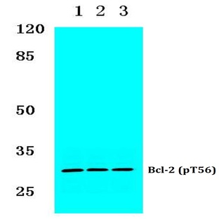 p-Bcl-2 (T56) pAb