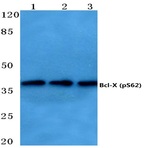 p-Bcl-X (S62) pAb